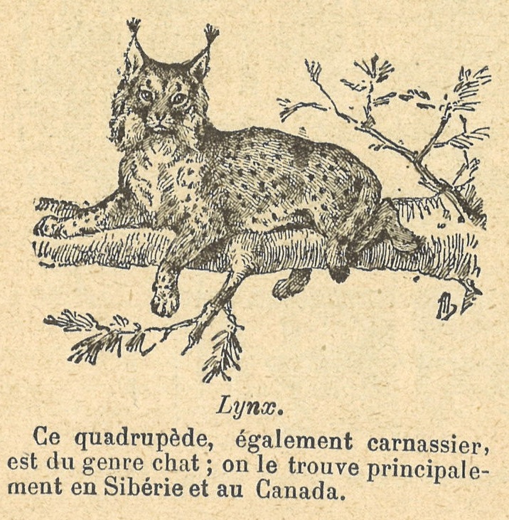 Chapitre 4, page 12, Lynx