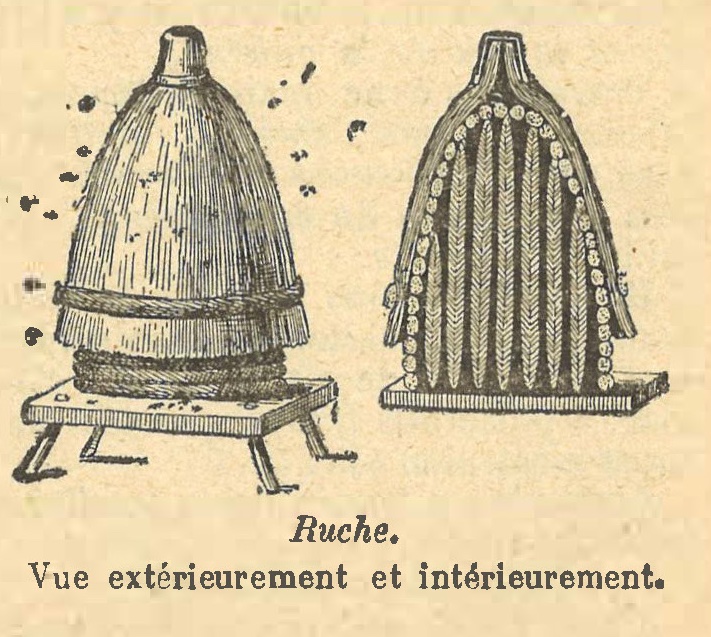 Ruche