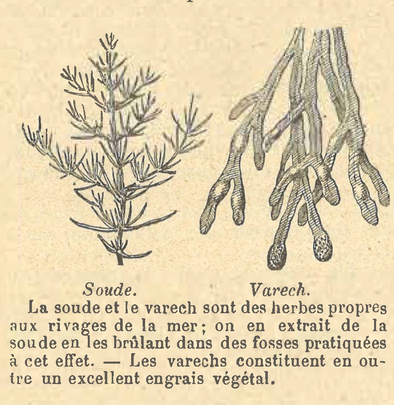 Chapitre 134, page 470, Soude. Varech