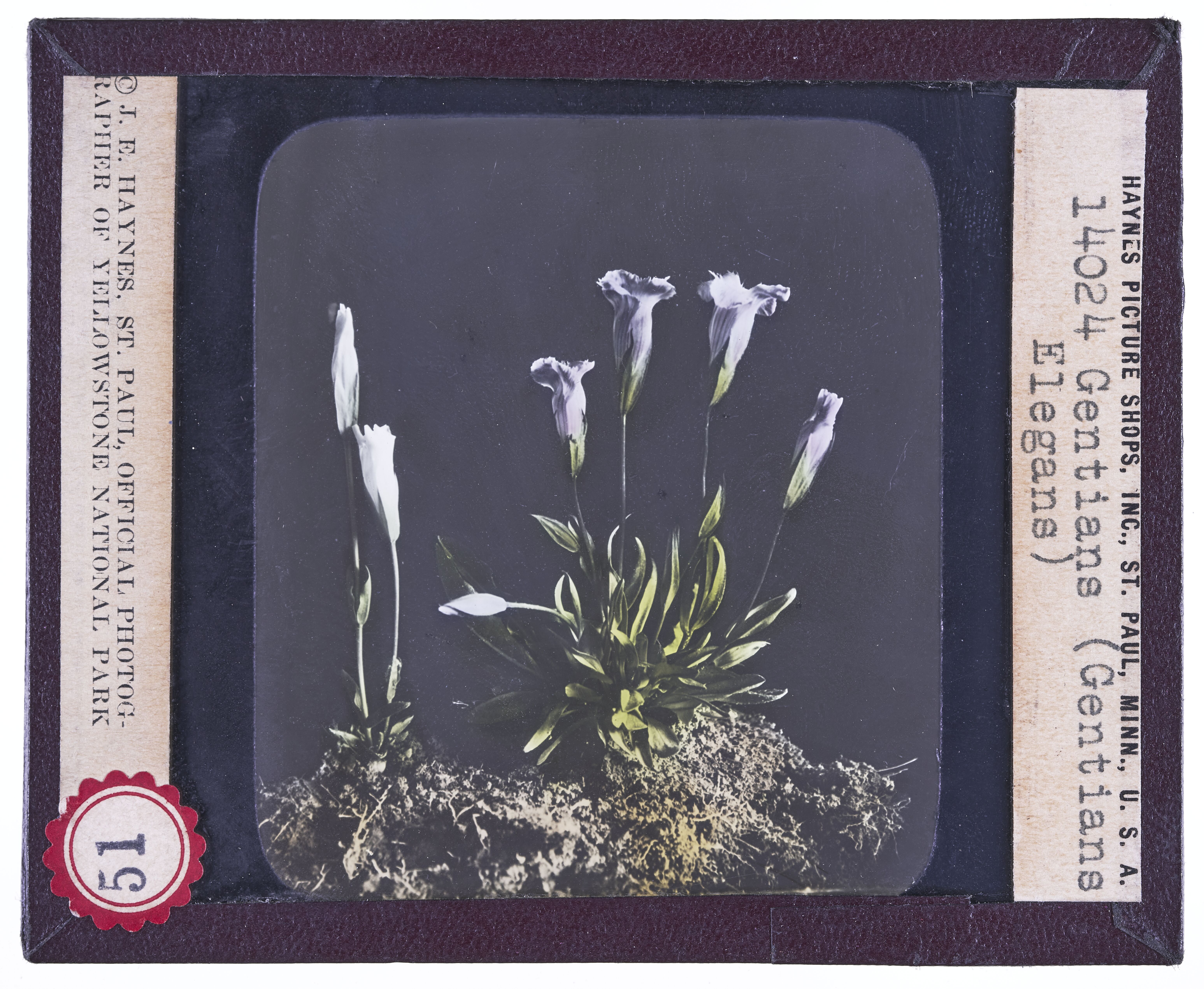 Fringed Gentian