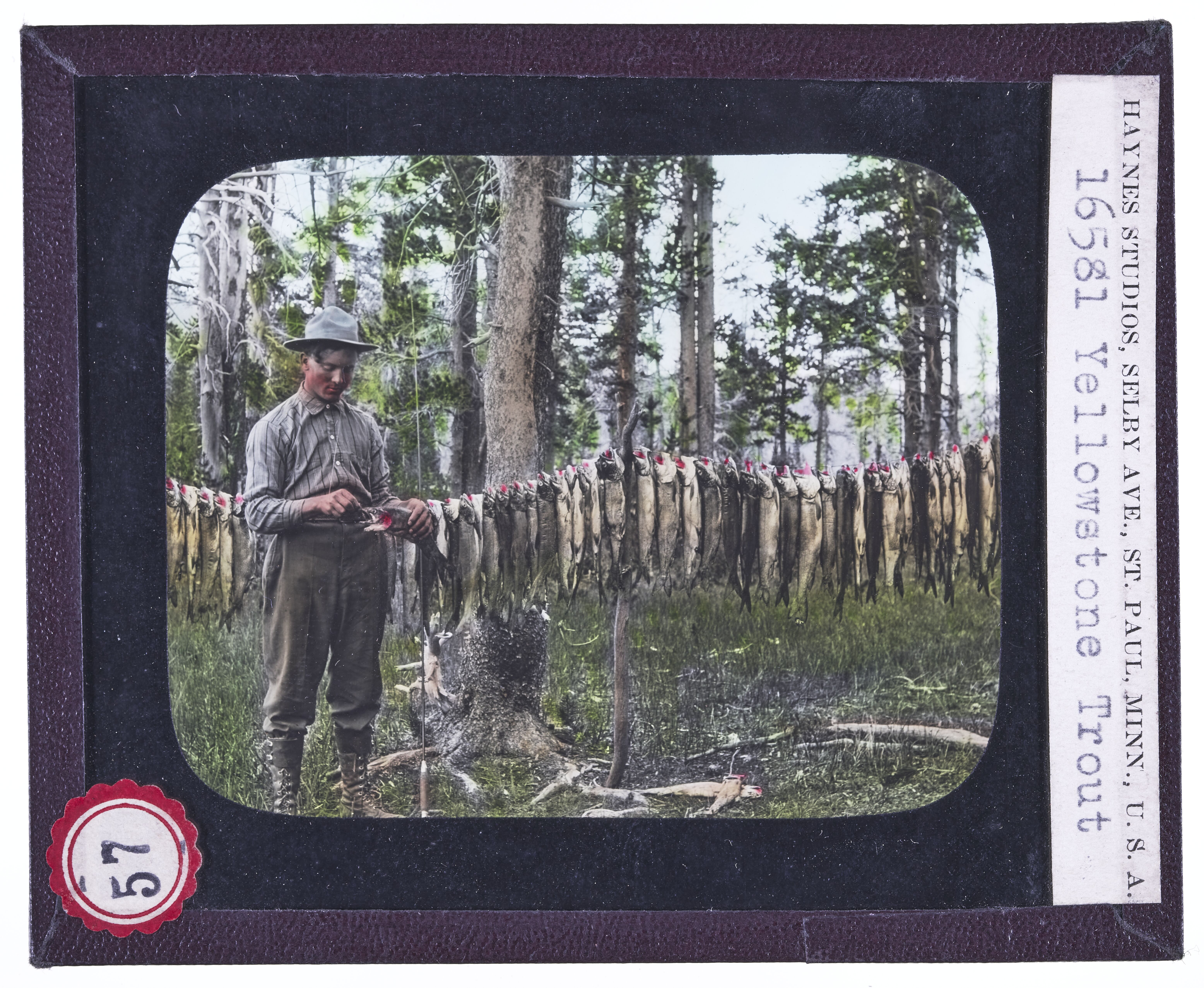 Yellowstone Trout