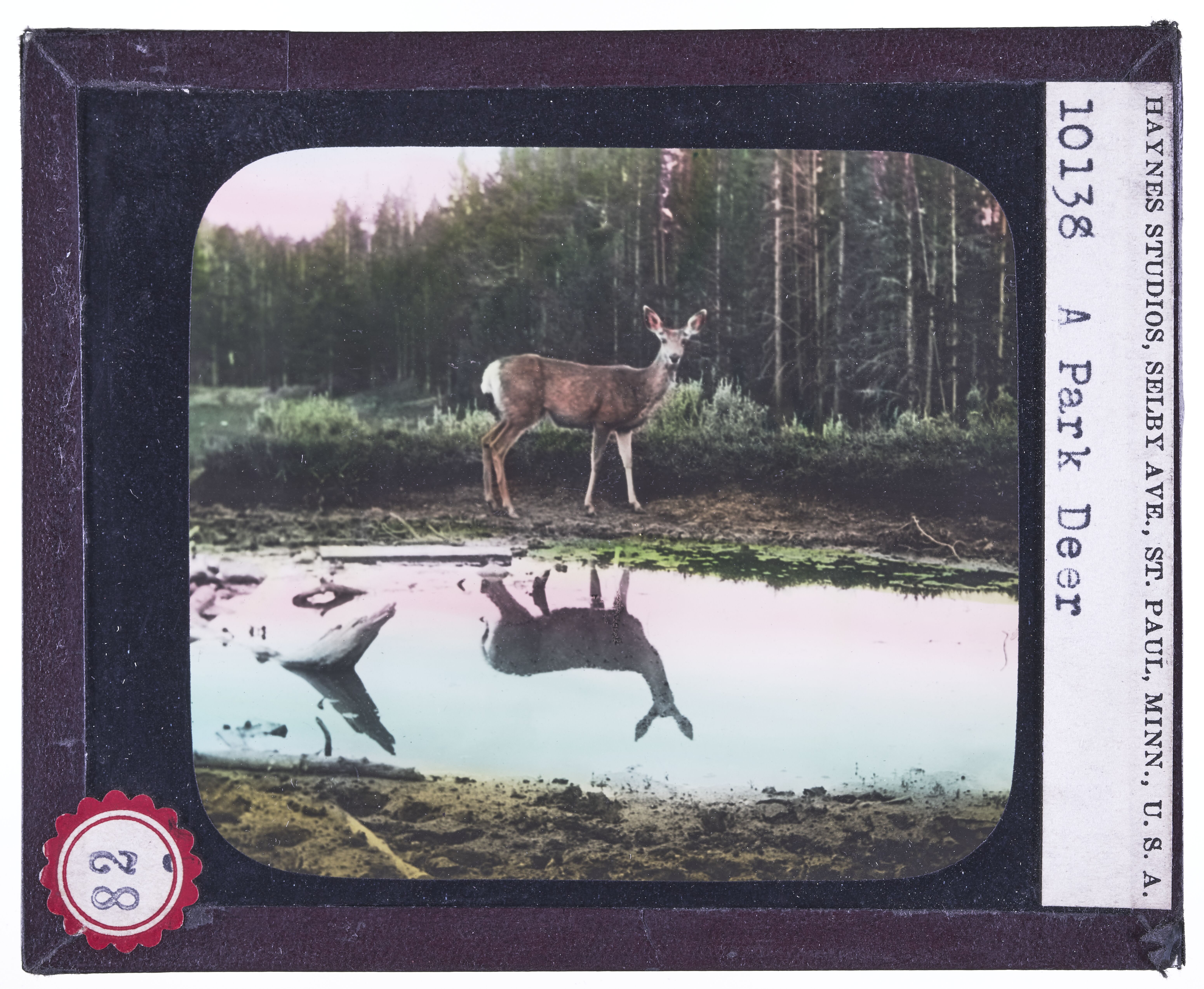 A Park Deer