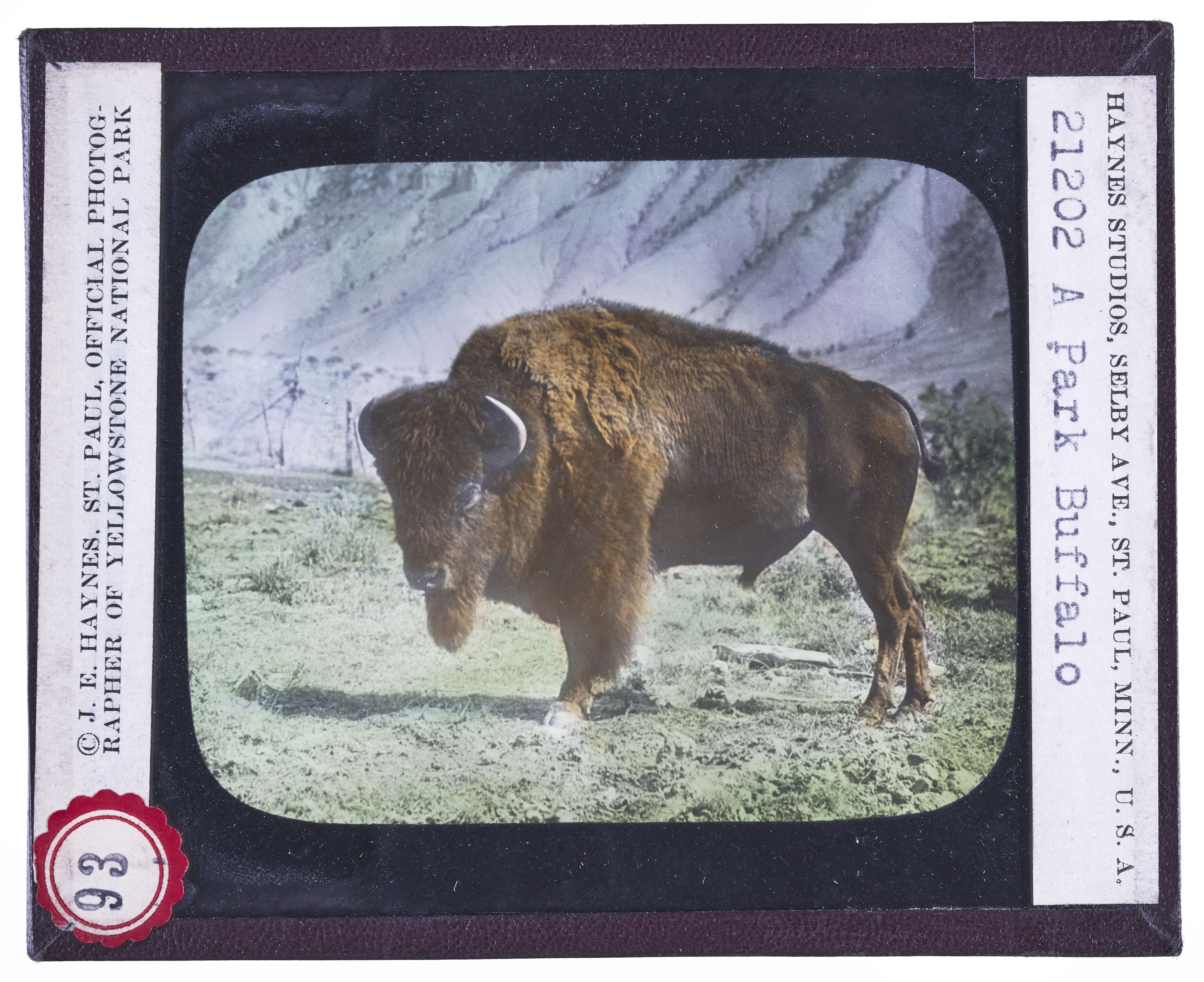 A Park Buffalo