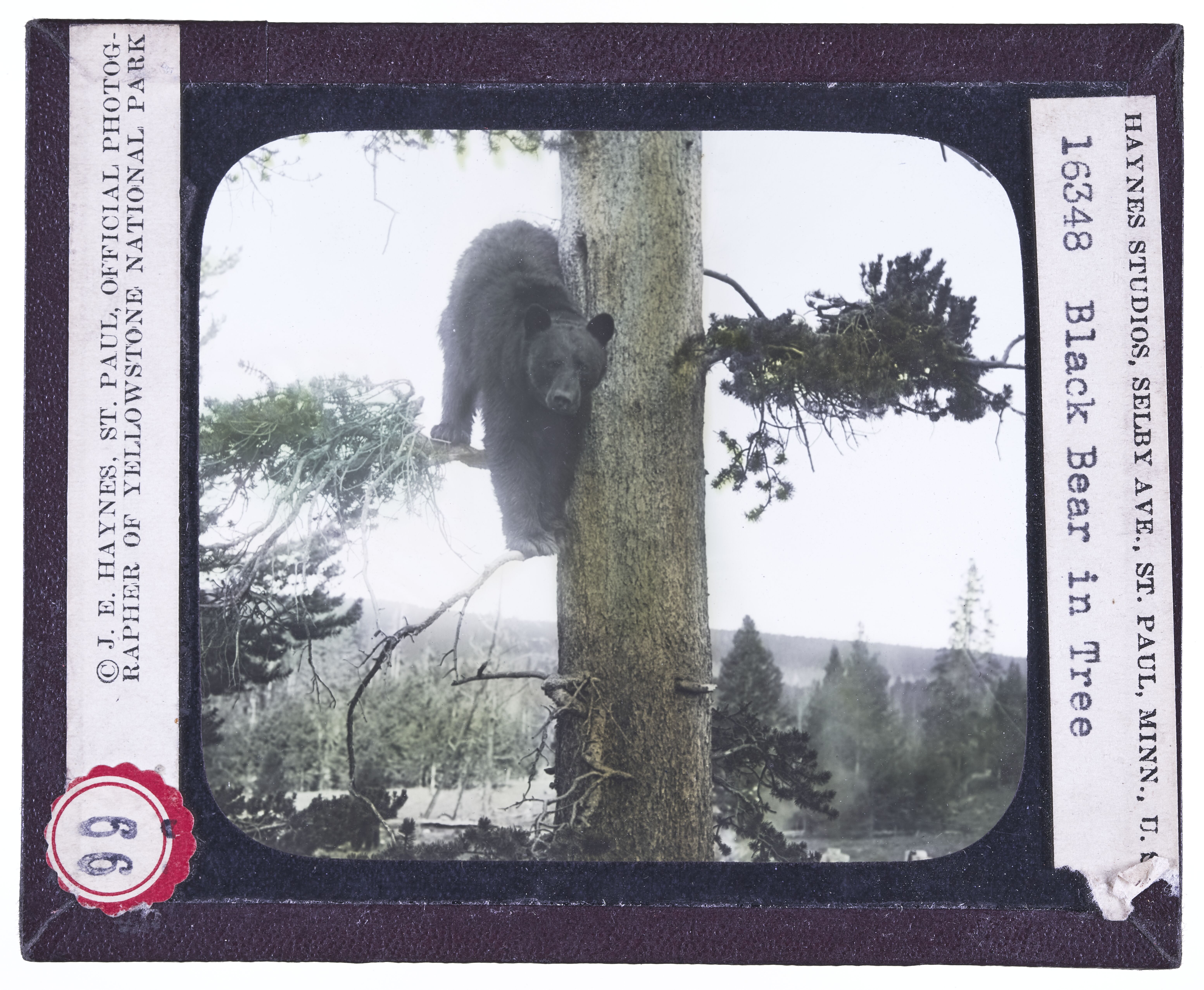 Black Bear in Tree
