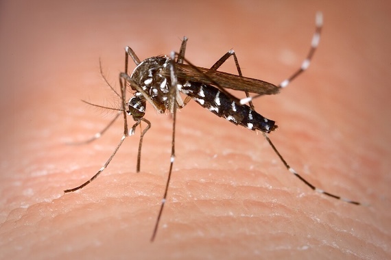 closeup of a mosquito