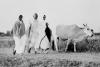 Gandhi walking with coresidents and a cow